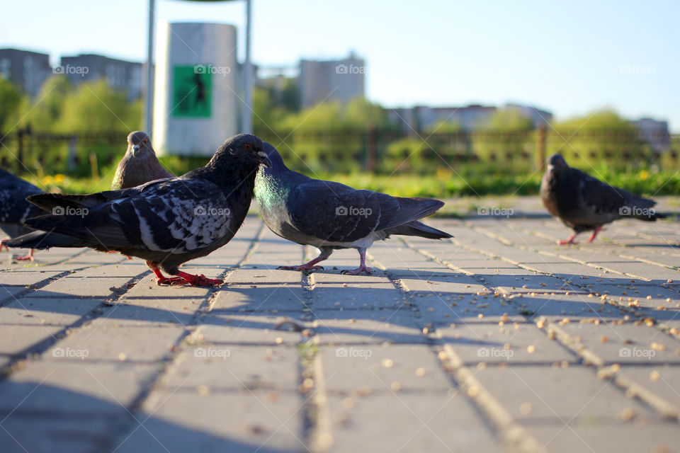 Pigeon, bird, "living being", fauna, nature, park, eat, grains, take off, landscape