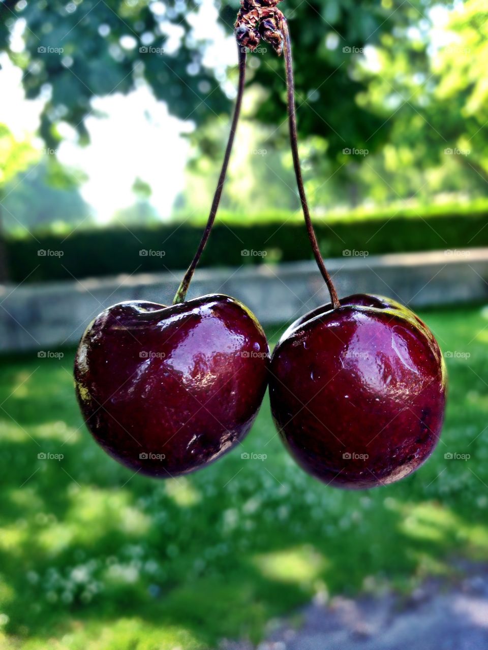 Two beuatiful cherry! 