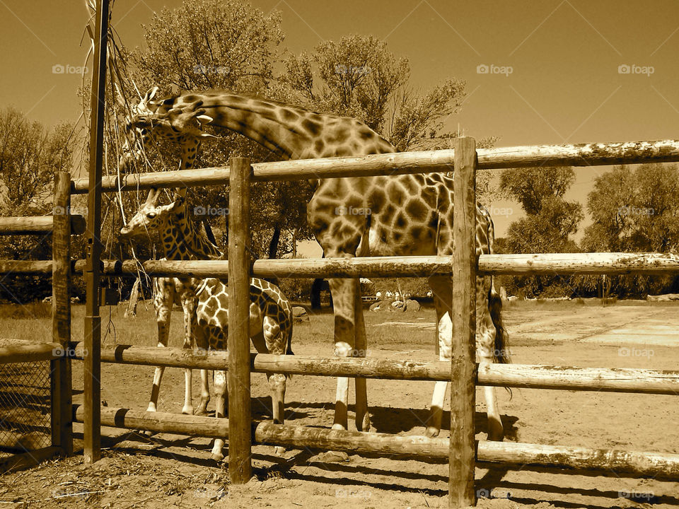 nature zoo animals wildlife by sicksaint77