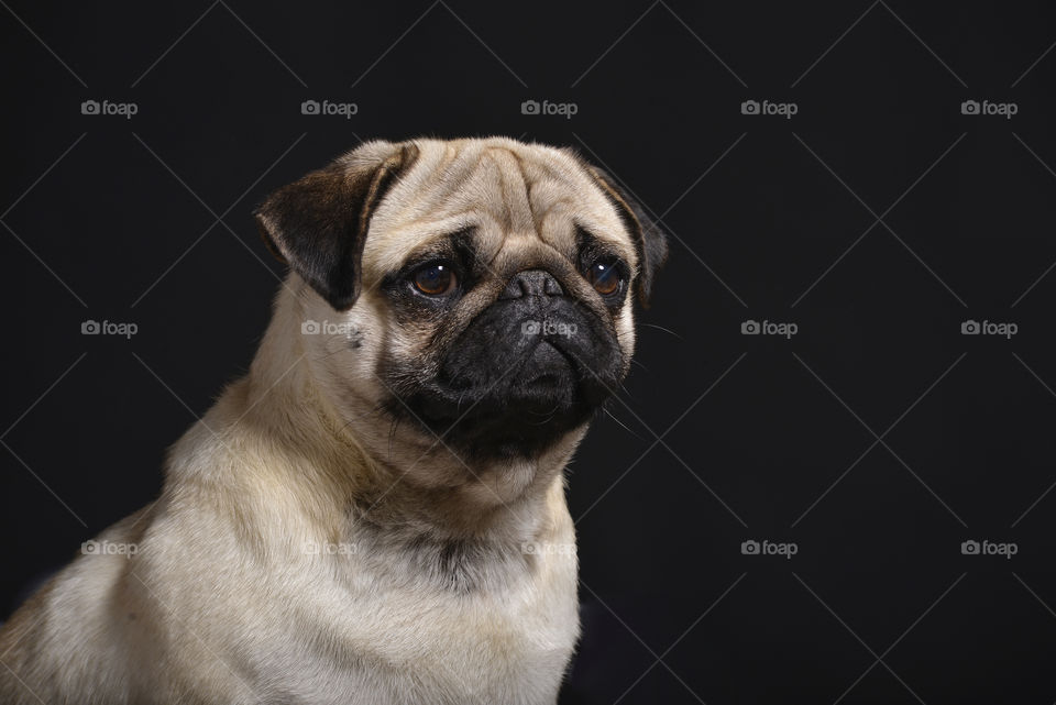 Portrait dog studio photography