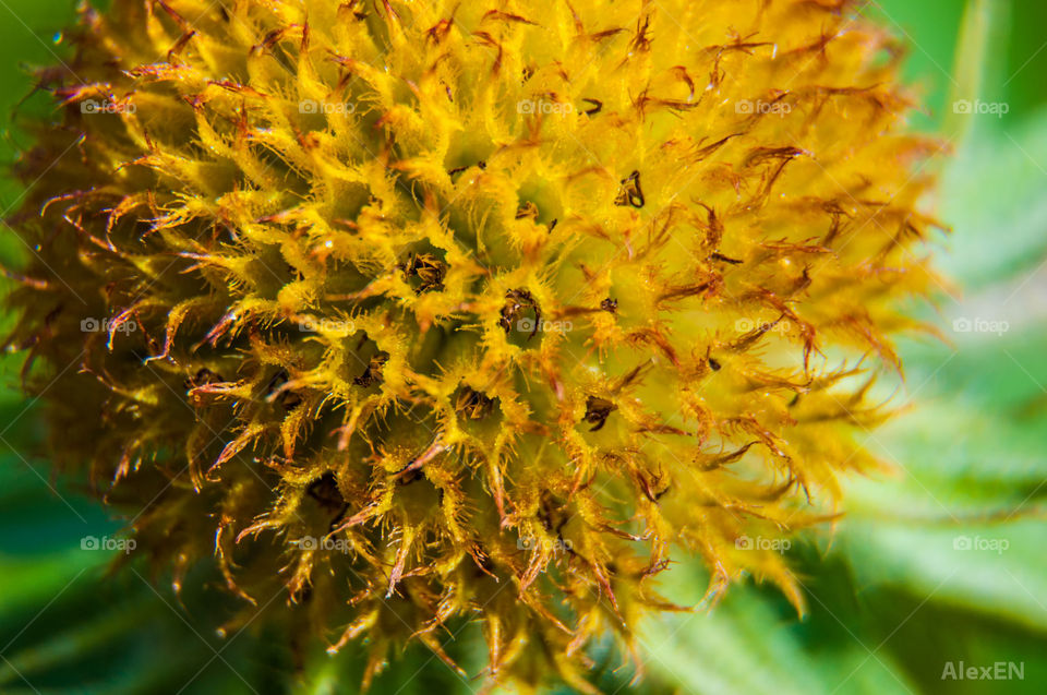 Closeup flower