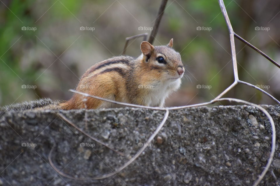 chubby cheek chipmunk