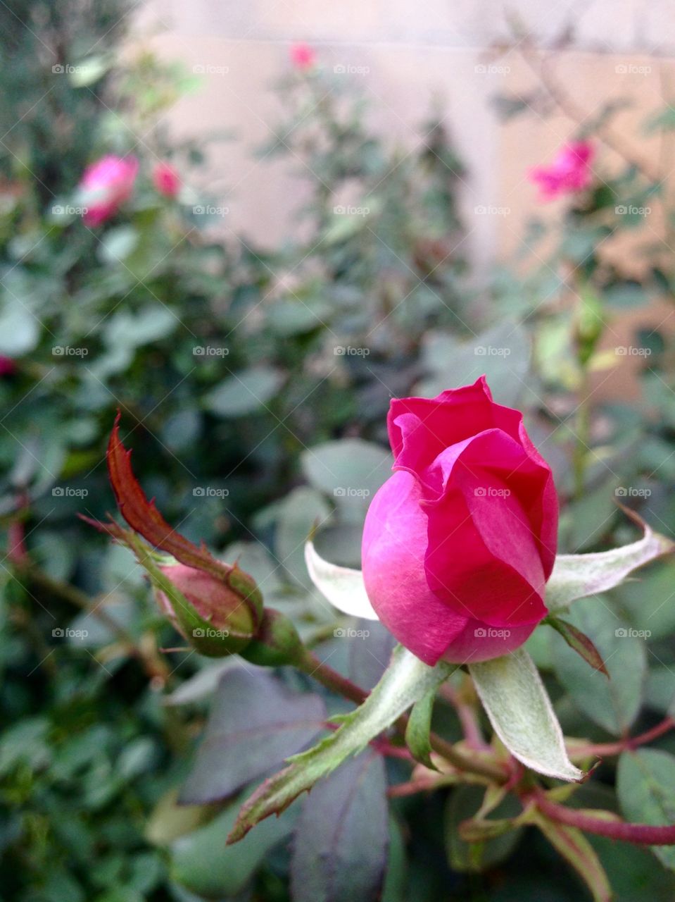 Autumn rose. Beautiful rosebud blossoming in the fall.