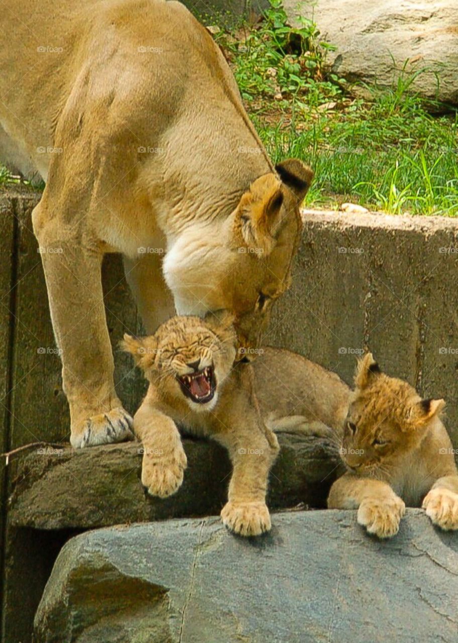 Lion cubs and Mom