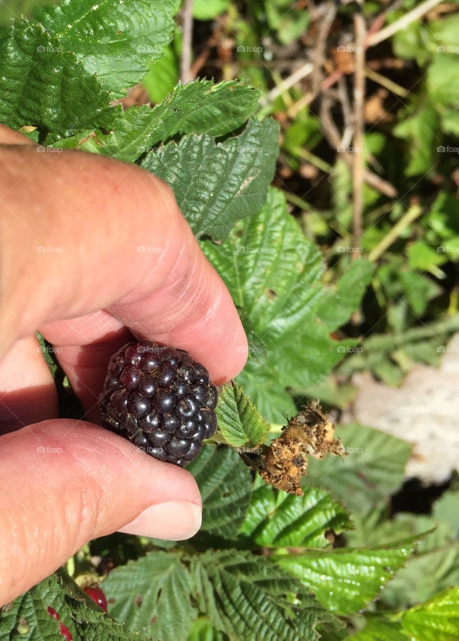 Picking fresh berry 