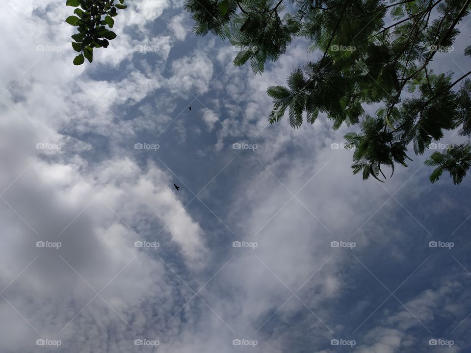 natural scene, shadow