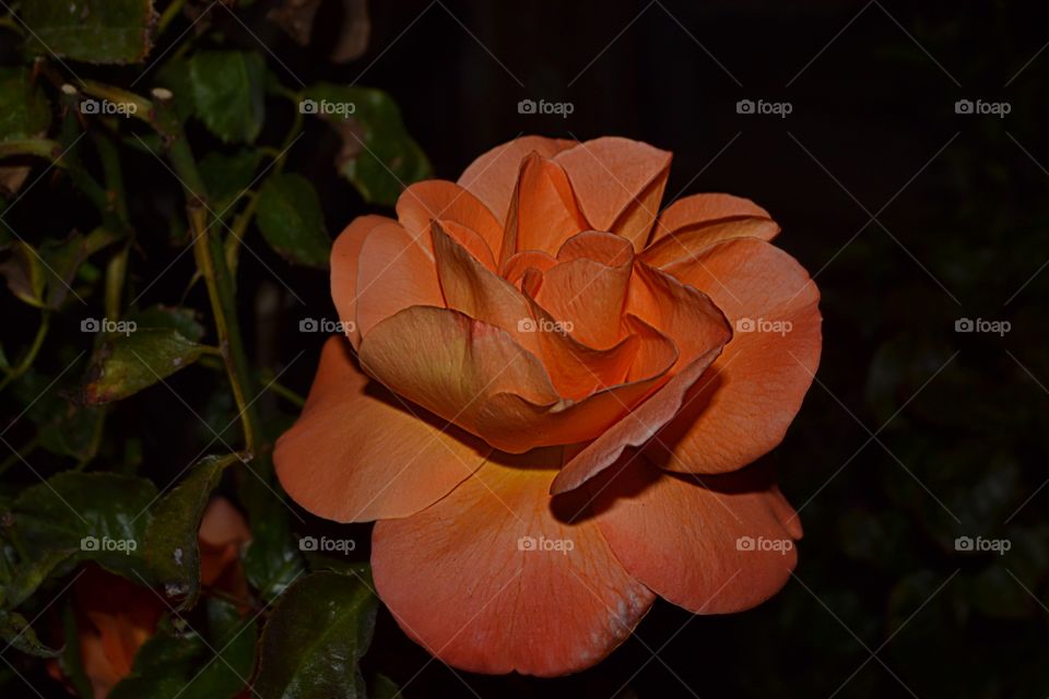 peachy rose