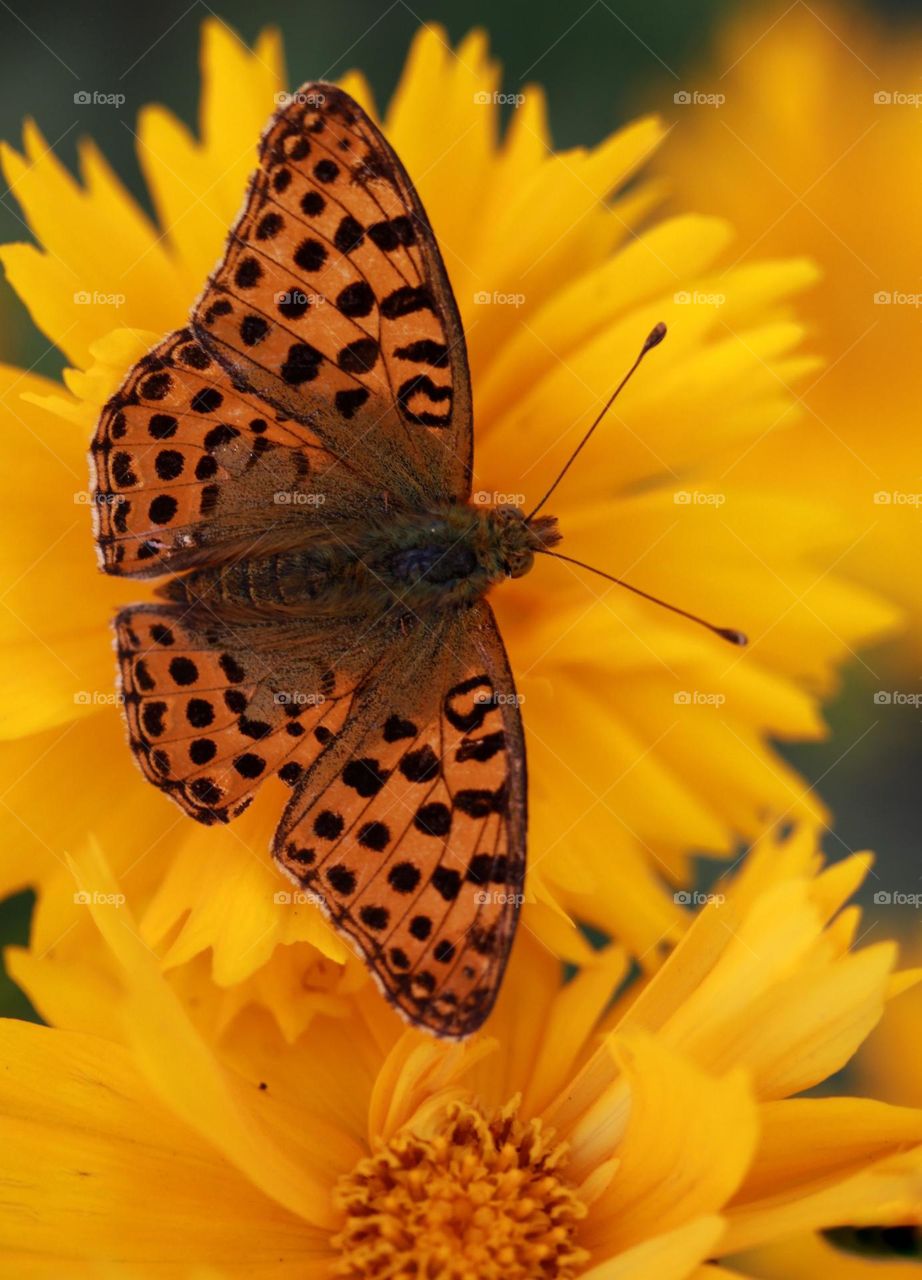 Beautiful and colourful butterfly