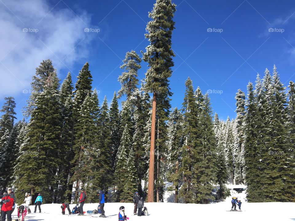 Winter Trees