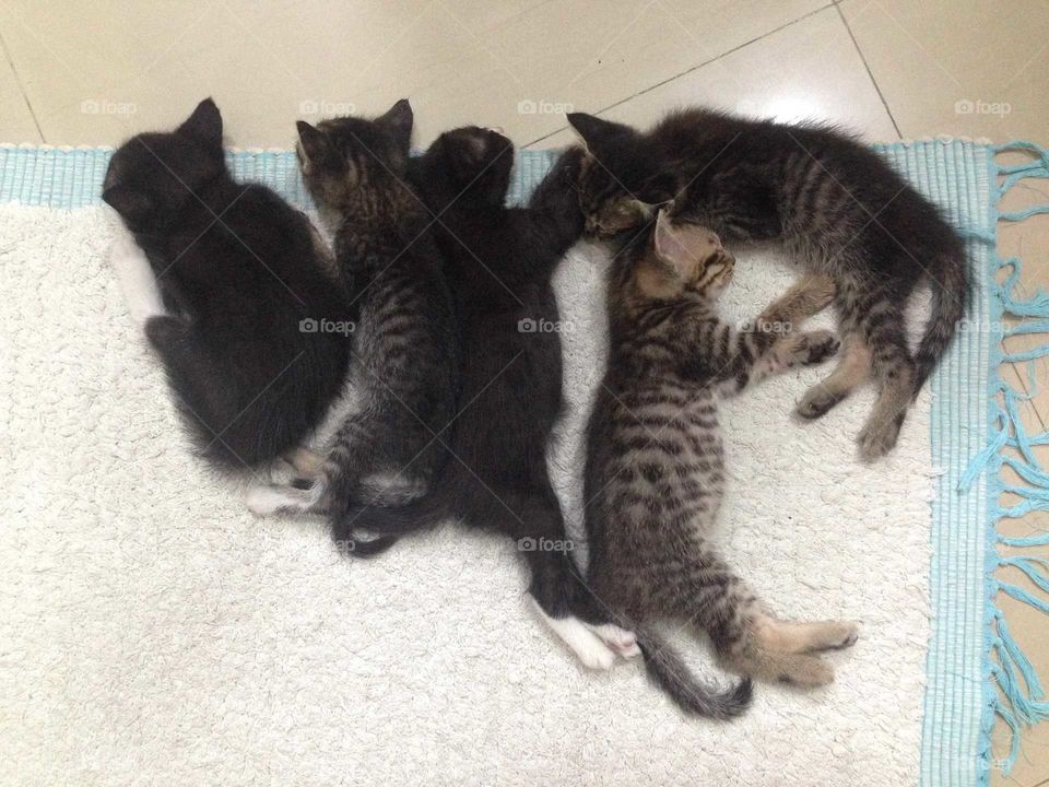 Cute kittens