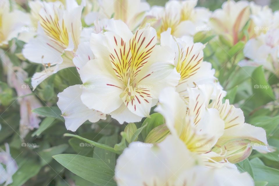 White flower called alstroemerias 