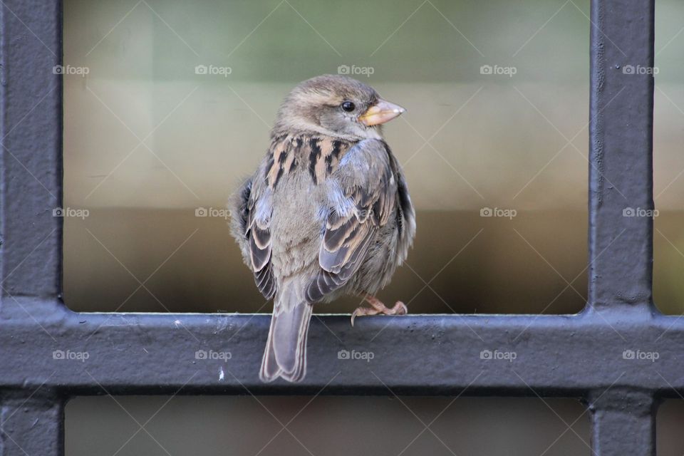 Female house sparrow closeup sitting on gate