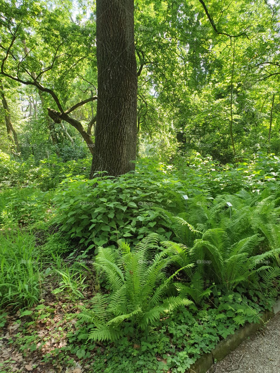 Botanischer Garten Frankfurt