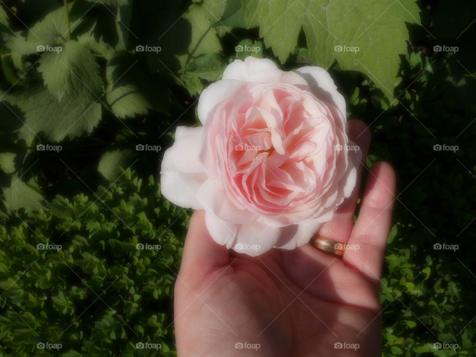 Hand holding a beautiful rose flower