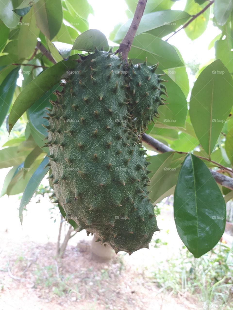 Soursop fruit on tree