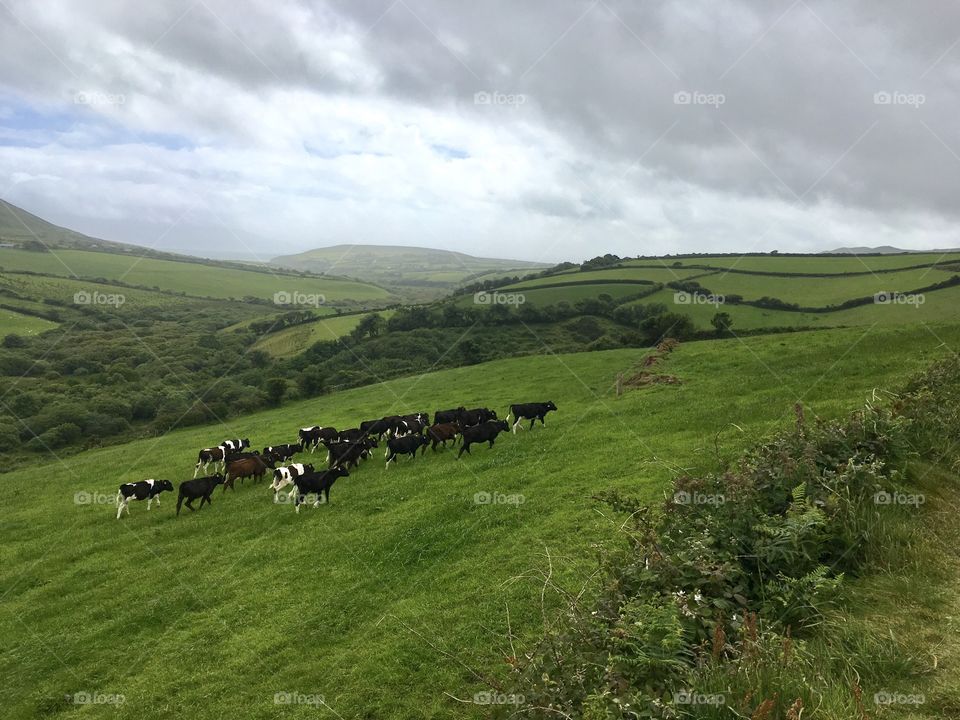 Irish cattle