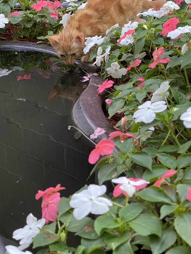 Refreshing 