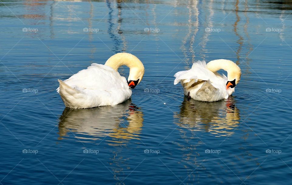 two white swans swimming in a marina in Stralsund, Germany