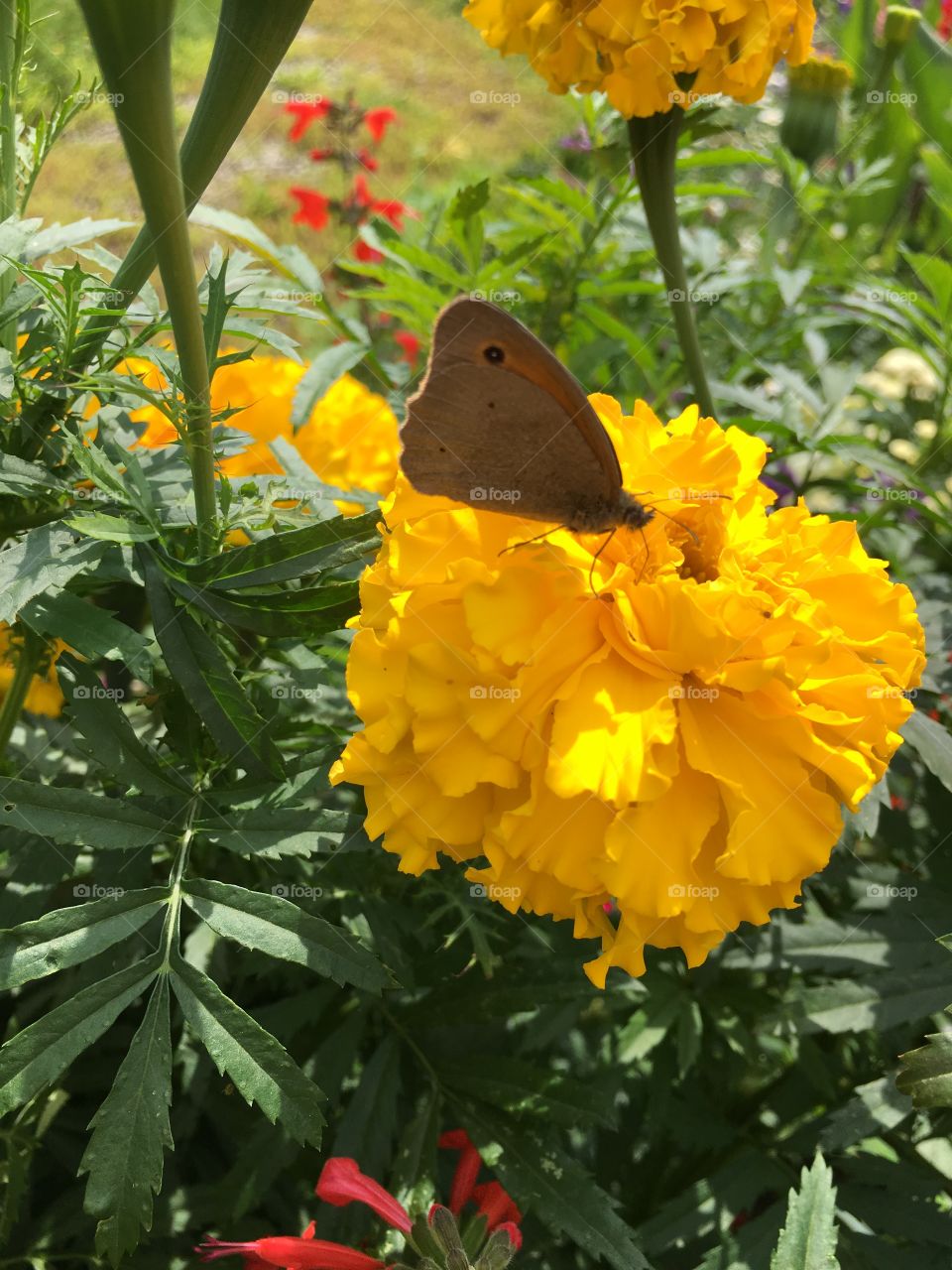 Butterfly on flower 