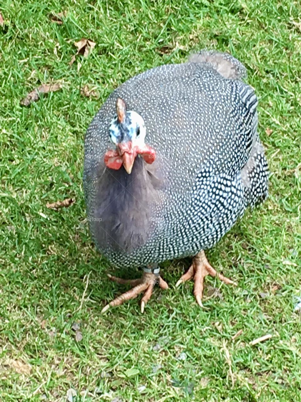 A quirky chicken with a striking blue head and bright orange feet pauses mid-strut on lush green grass, soaking up the warmth of a sunny day and striking a perfect pose for the camera.