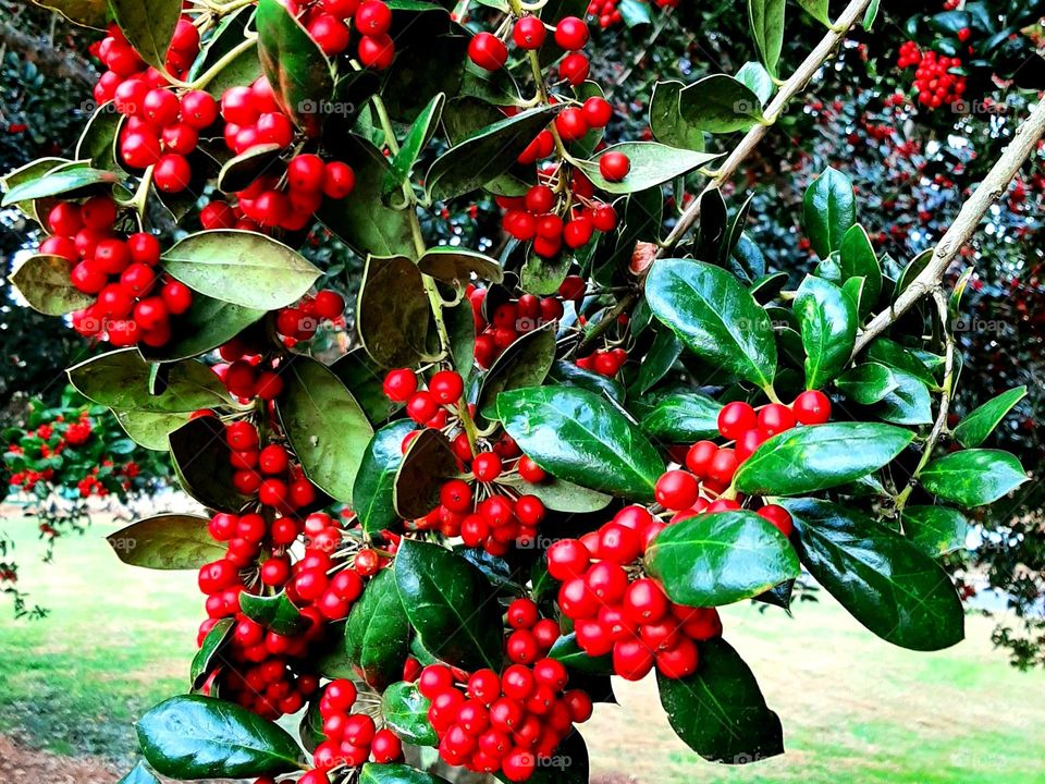 Holly tree
