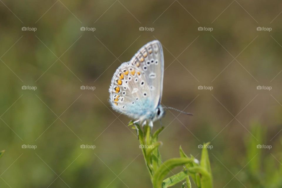 Маленькая бабочка