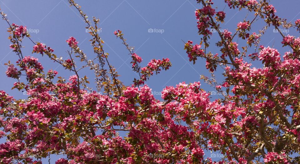 Low angle view of cherry blassom