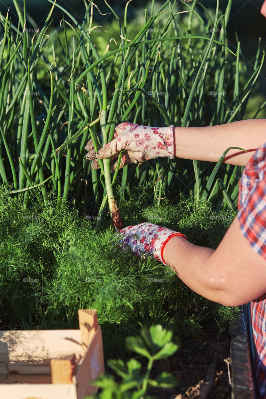 Woman working in a home garden in the backyard, picking the vegetables and put to wooden box. Candid people, real moments, authentic situations