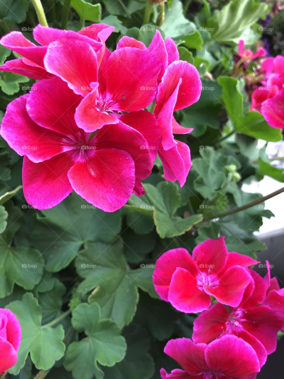Geraniums in Bloom