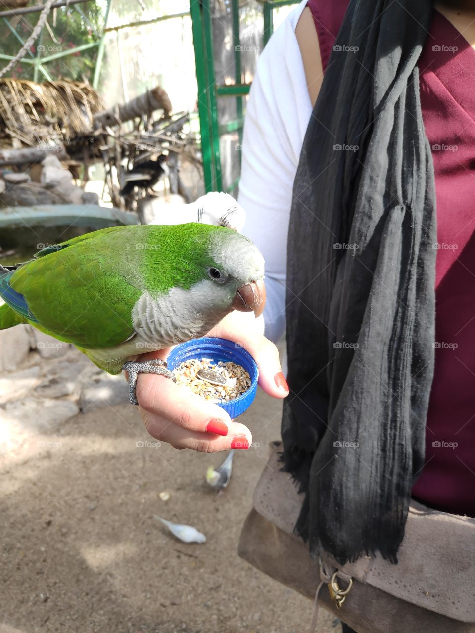 A parakeet that eats from the hand