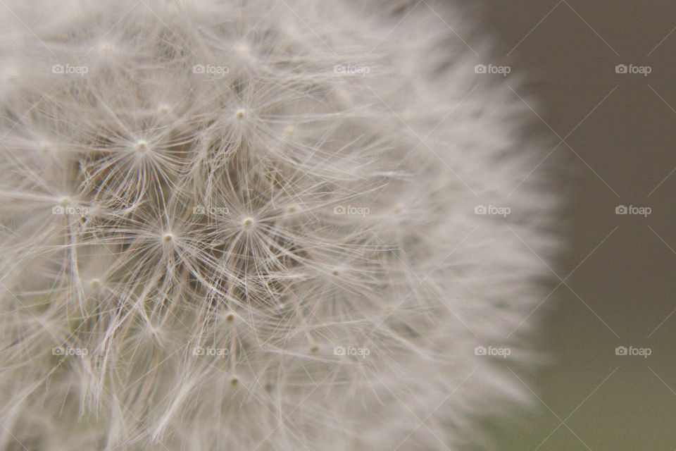 Dandelions