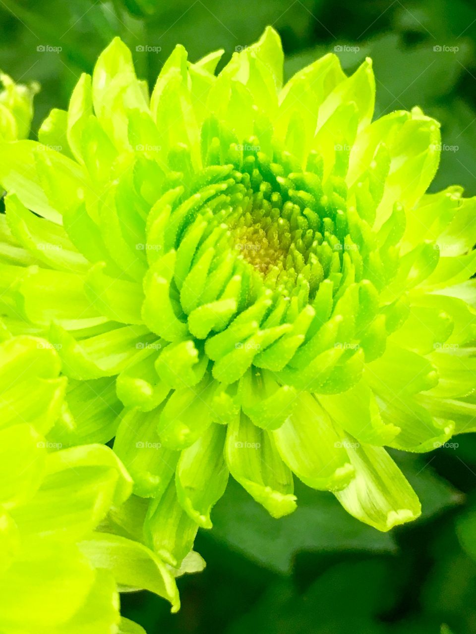 Green Flower Macro 