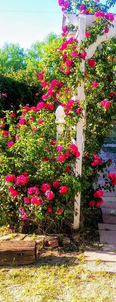 ARCHWAY OF ROSES