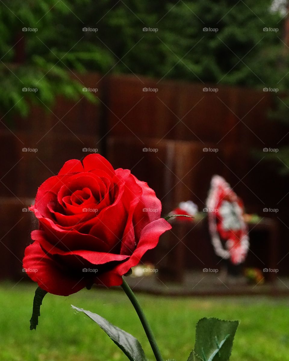 the beautiful rose nearby the memorial of Polish soldiers killed in Katyn, Russia