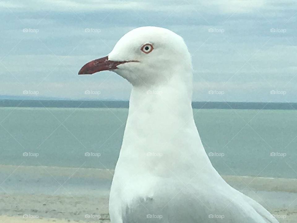 Seagull
Closeup