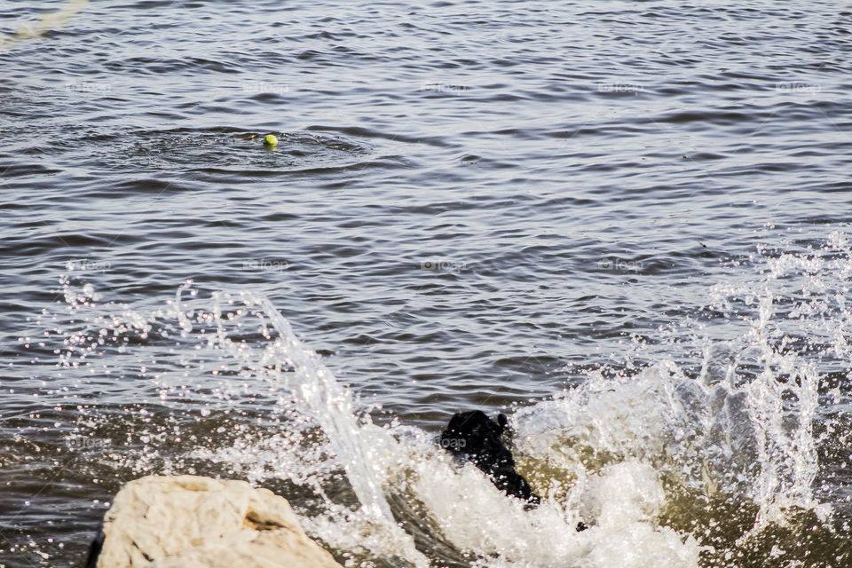 Dog fetching a ball out of the river