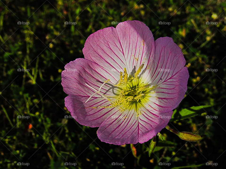 Lone Flower. A flower all alone in a field