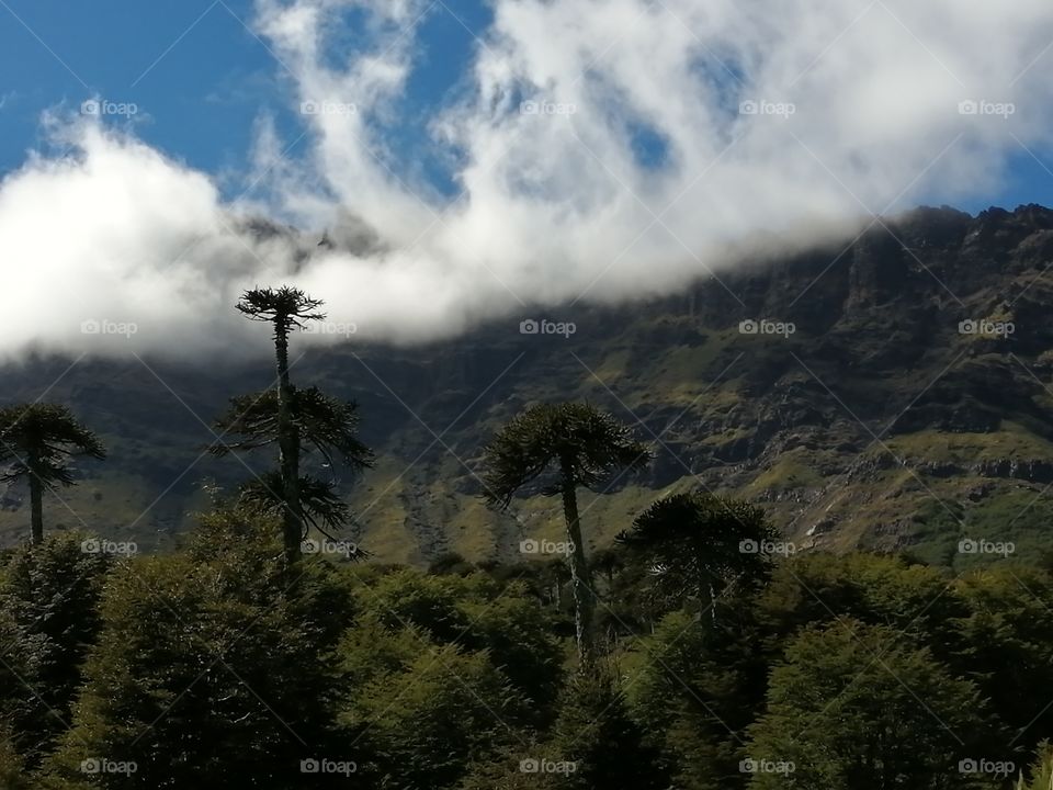 Libre como el viento