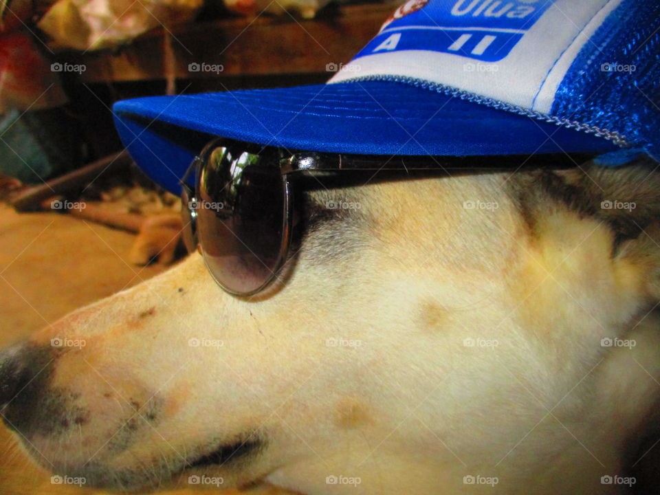 dog on shade and cap