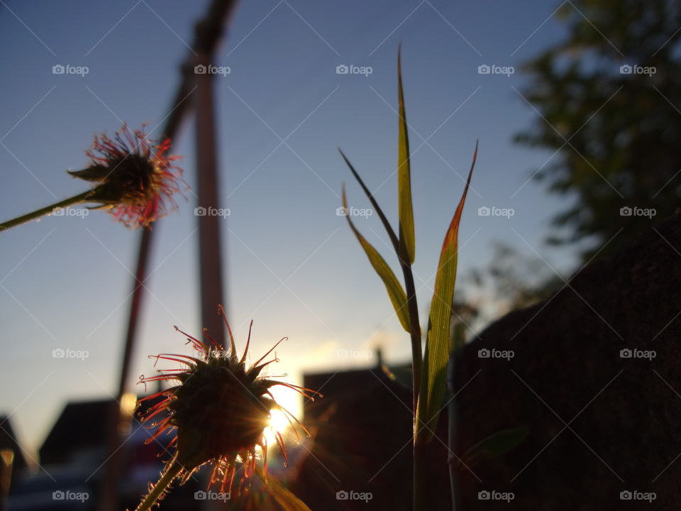 sun rays behind the grass