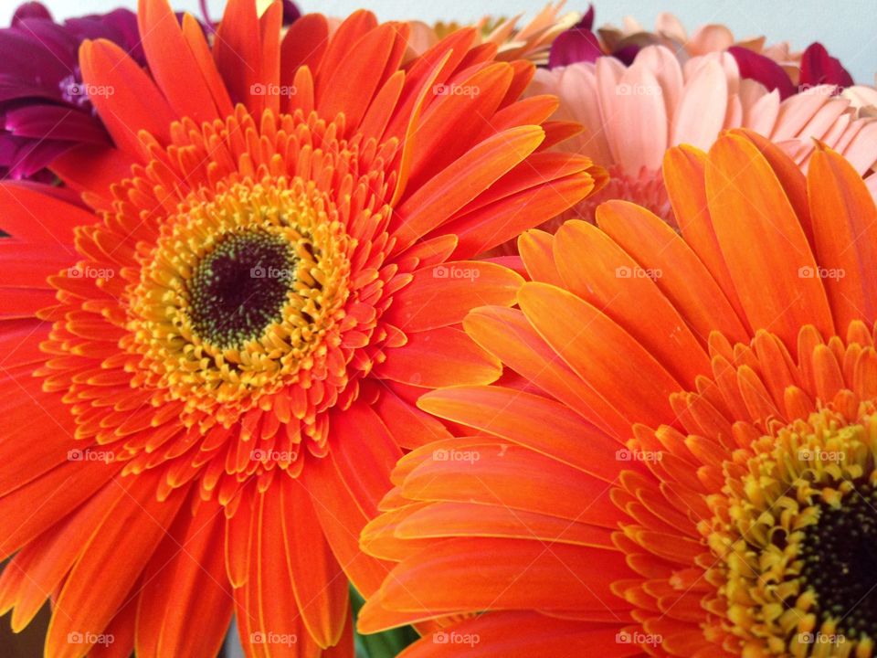 Gerbera flowers