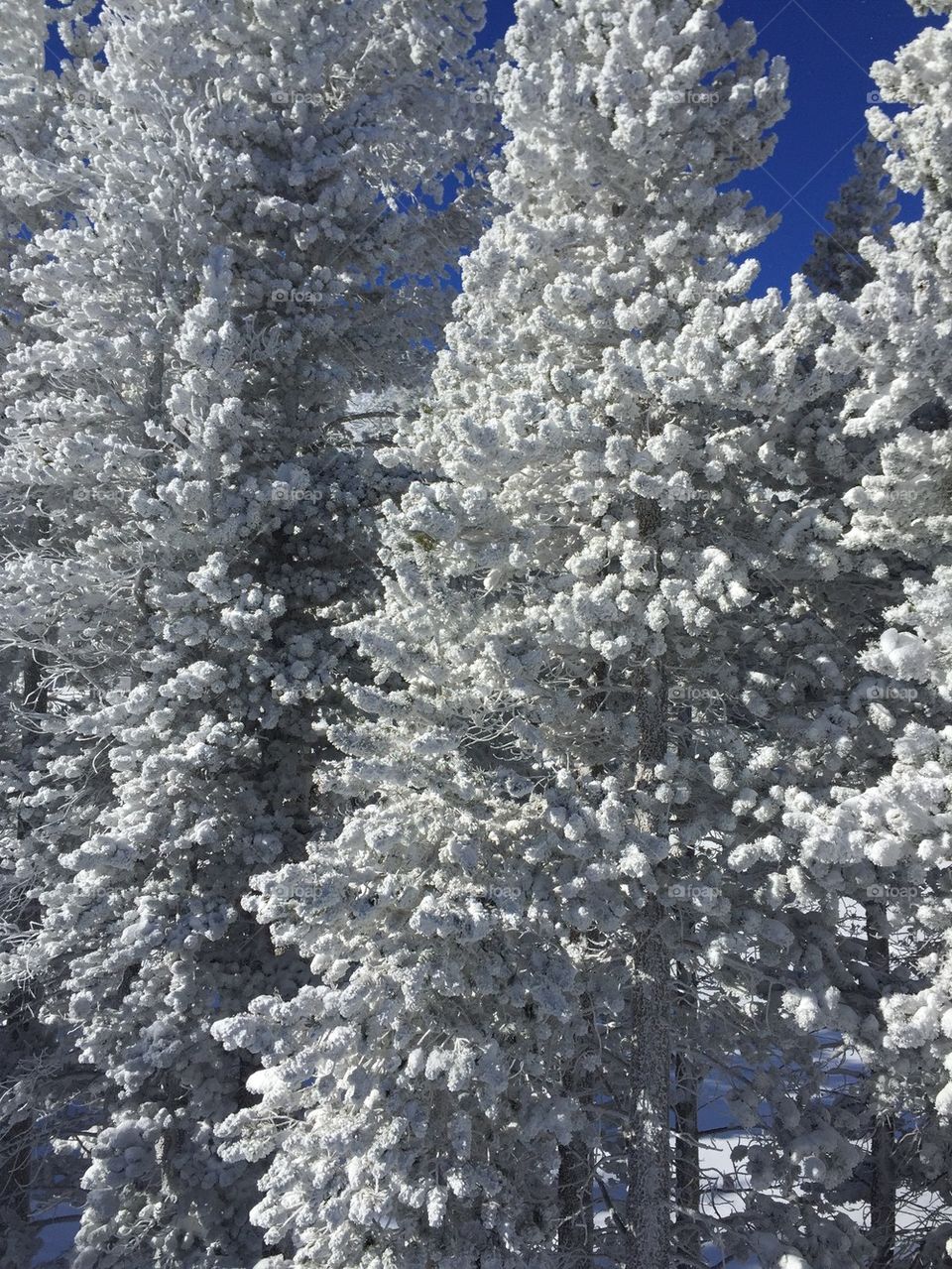 Snow trees