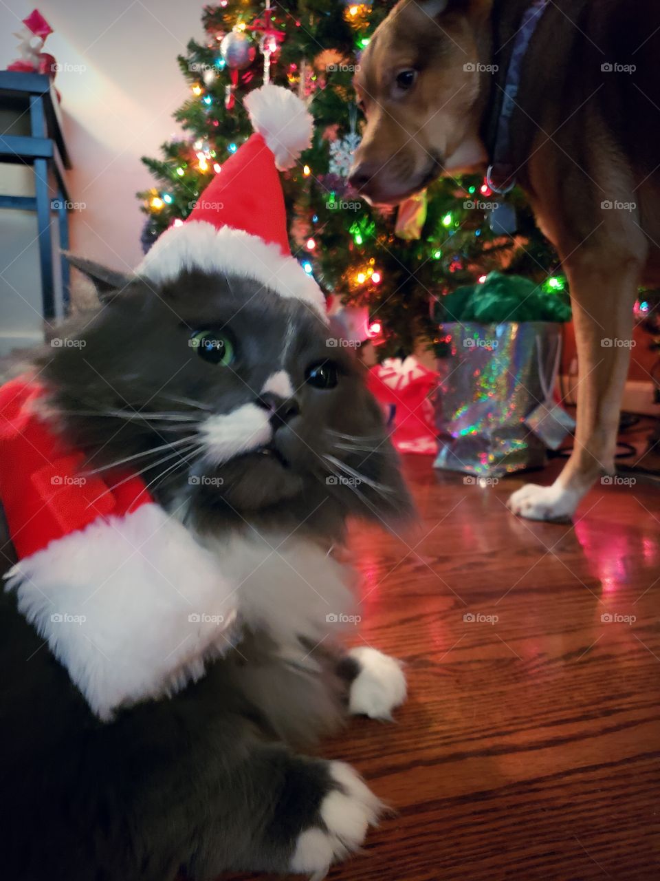 Cat not impressed with having to wear a Santa hat, and the dog doesn't seem too impressed either.