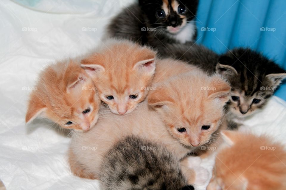 A bunch of little baby kitten being all curious