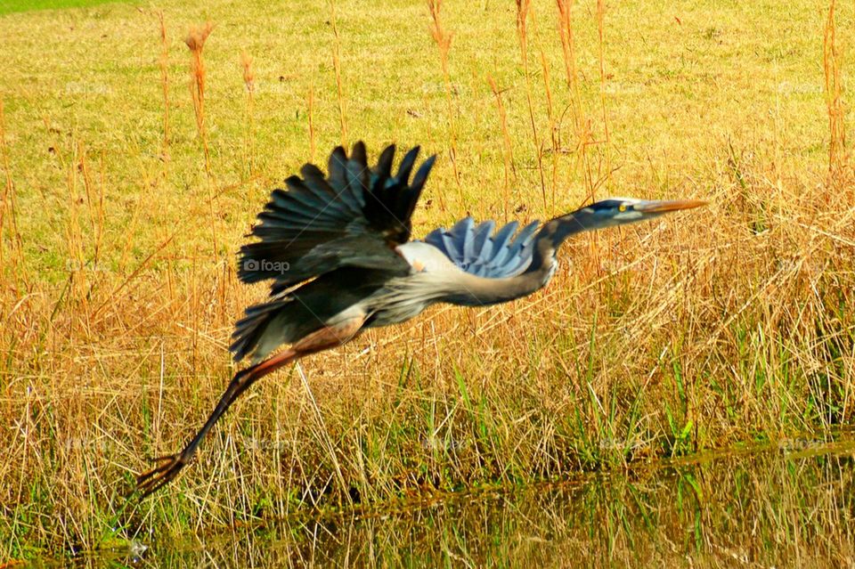 Great blue heron 