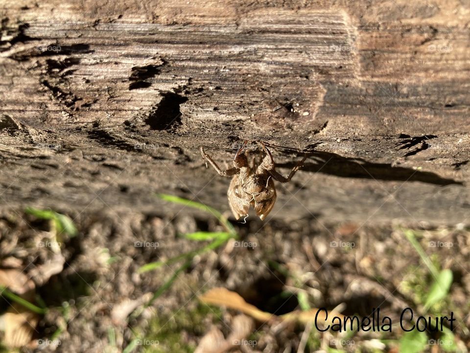 Cicada shell on a railroad tie