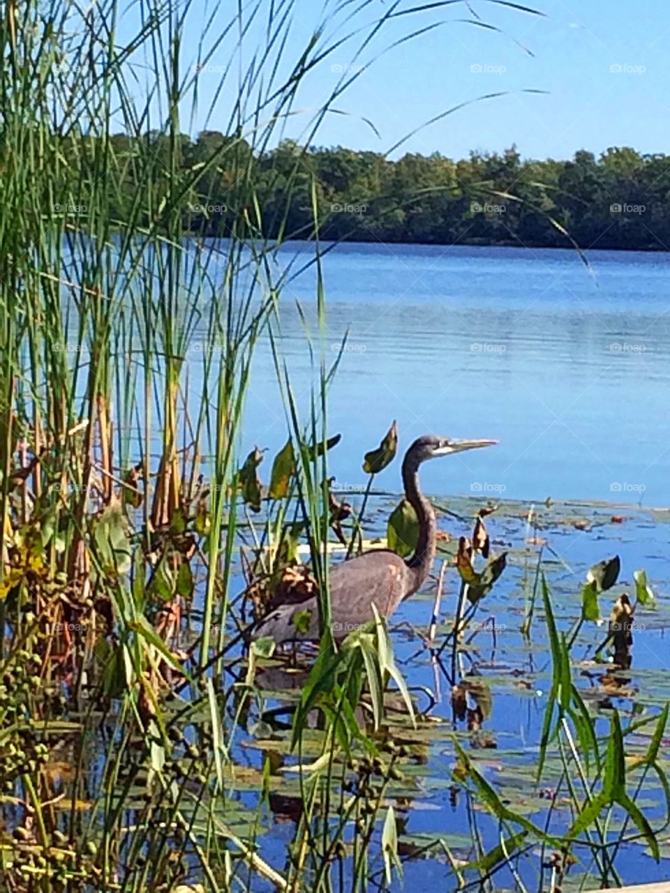 Blue Heron