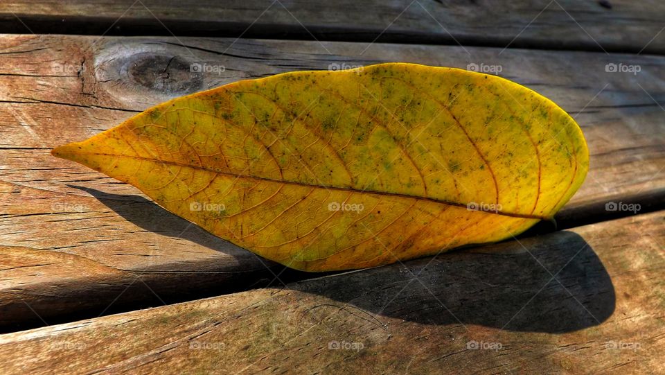 Yellow leaf shadow on deck