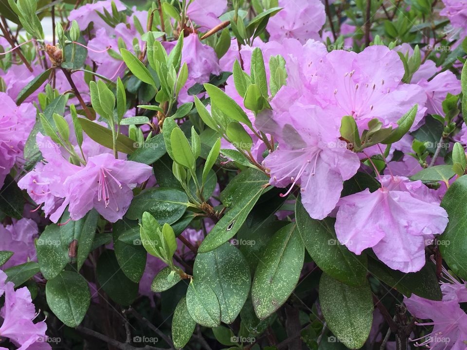 Azalea