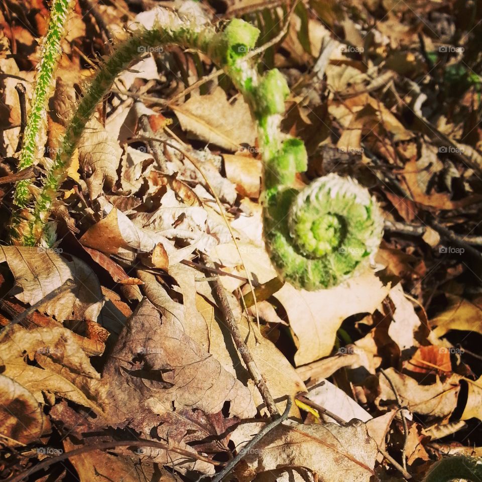 fern. fern in woods